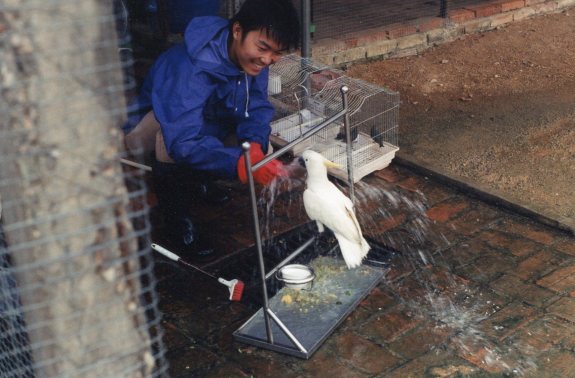 washing cockatoo, ZARC, '01